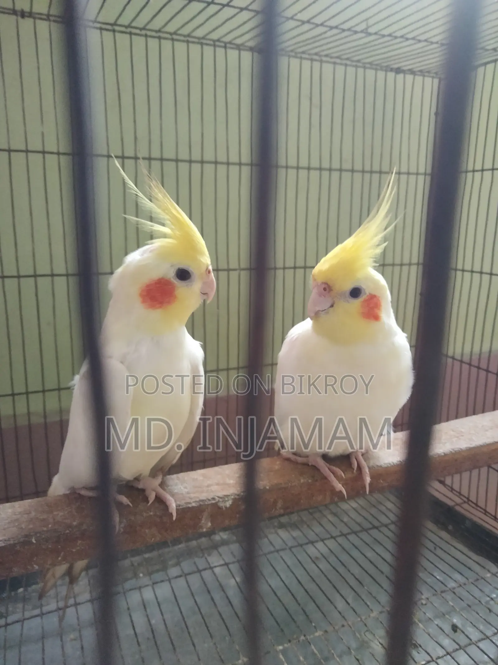 Cockatiel Bird