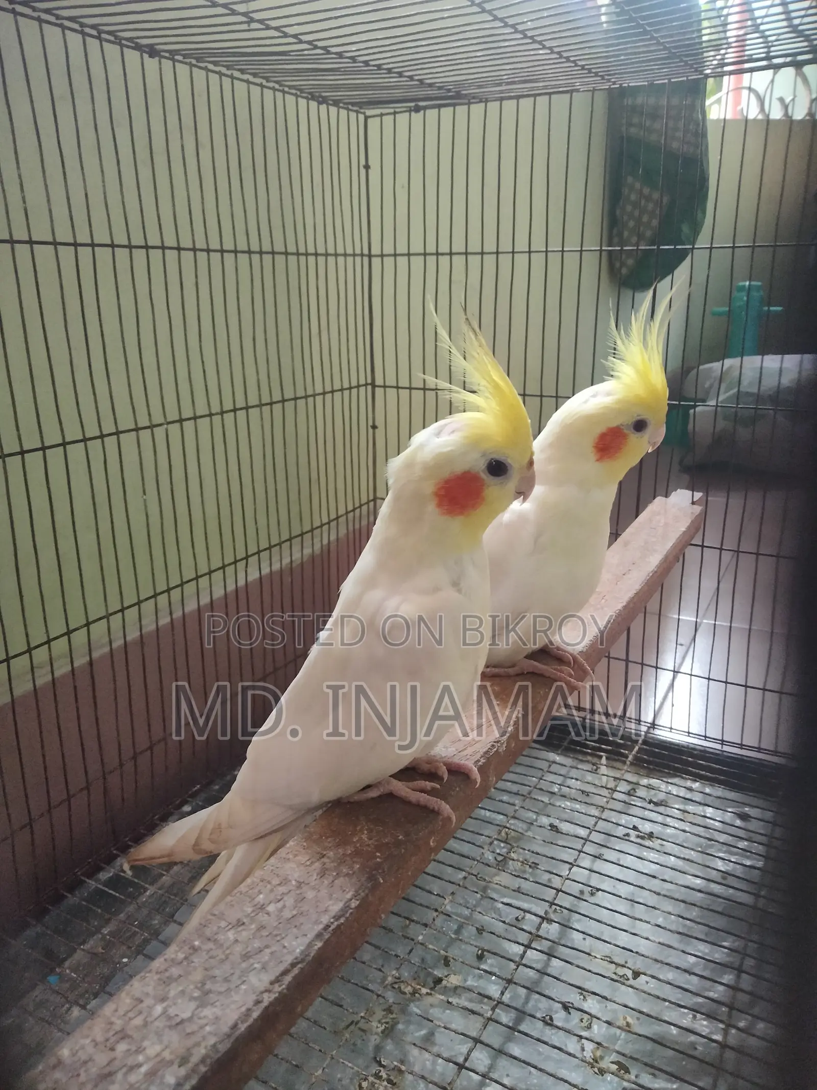 Cockatiel Bird