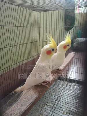 Cockatiel Bird