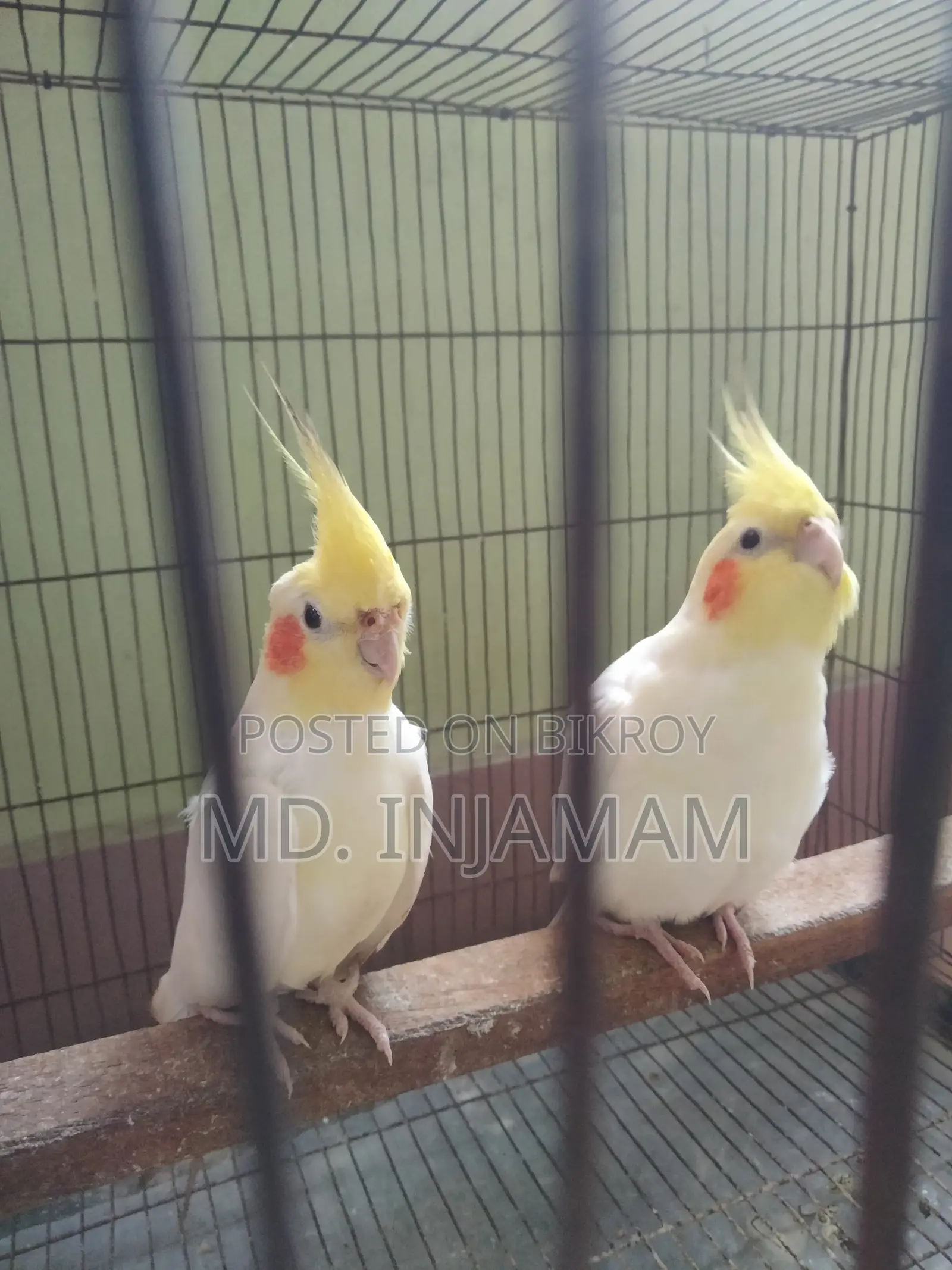 Cockatiel Bird