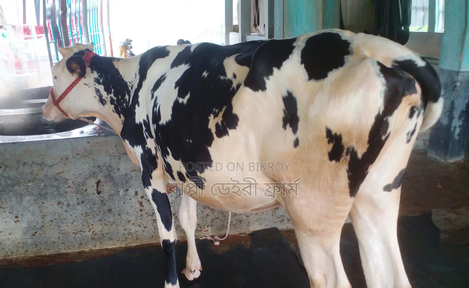1290 No. Buy a heifer without hesitation, it will be good for rearing.