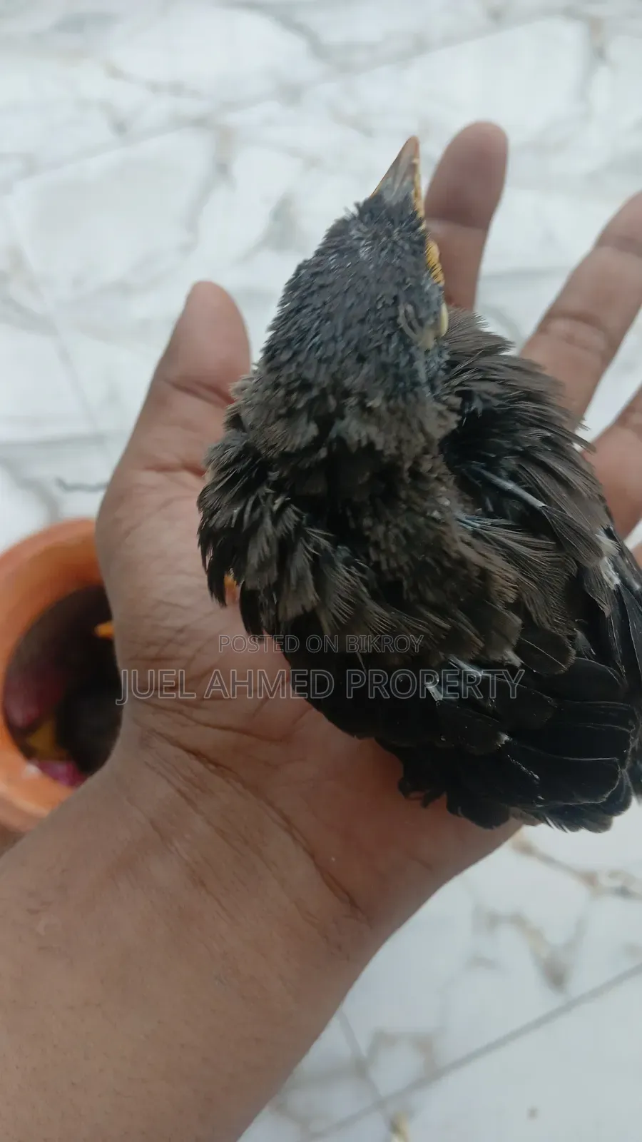 Shalik Bird for Sale