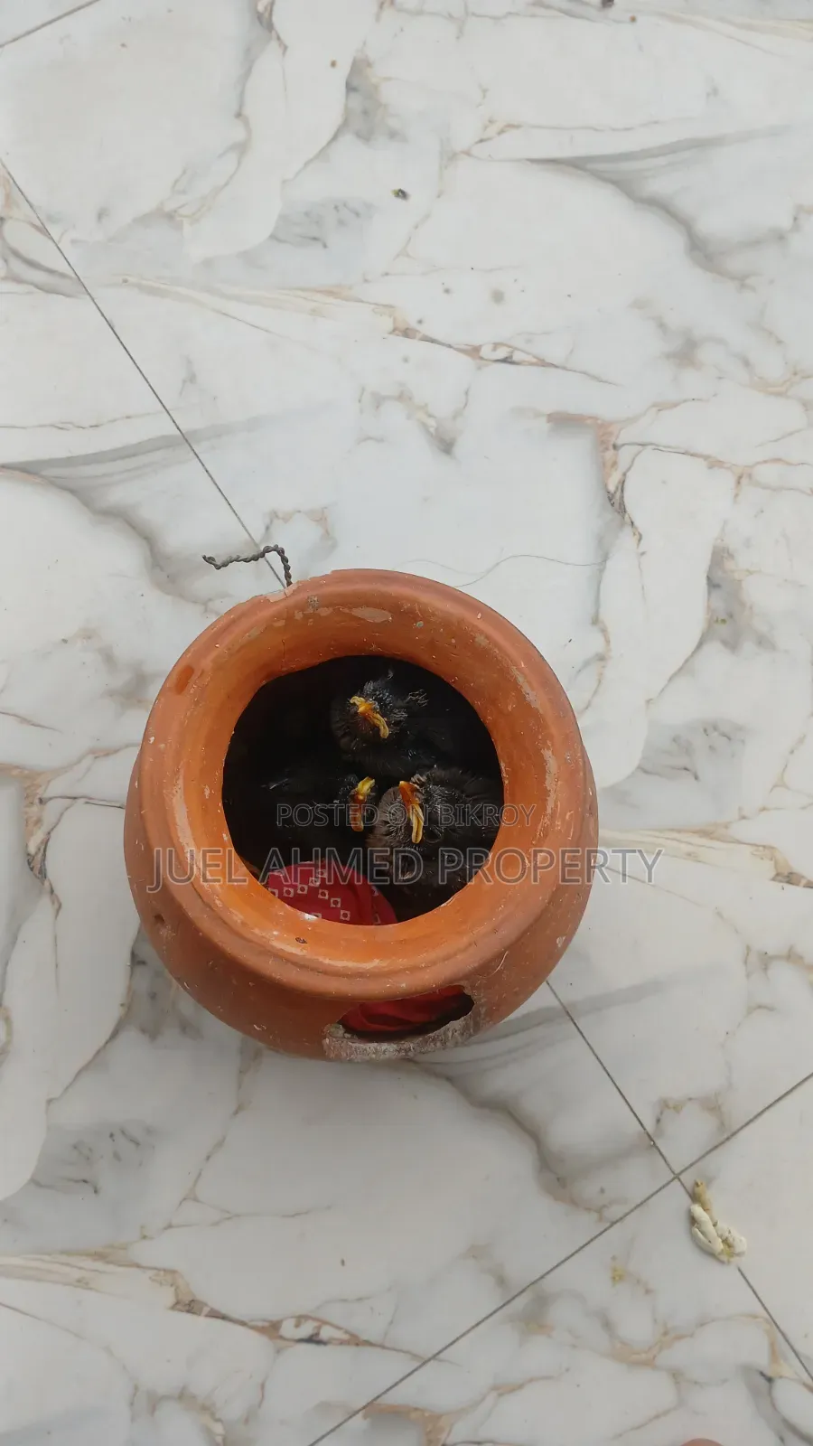 Shalik Bird for Sale