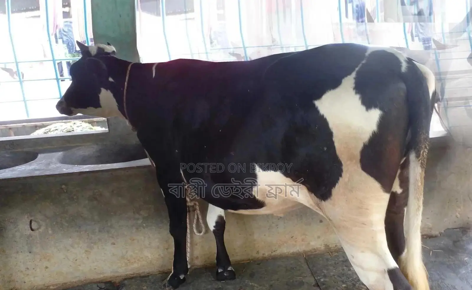 Heifer number 1279 for sale.