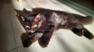 1+ year Male Purebred Persian