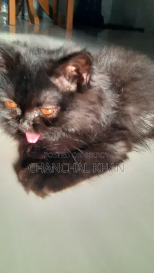 1+ year Male Purebred Persian