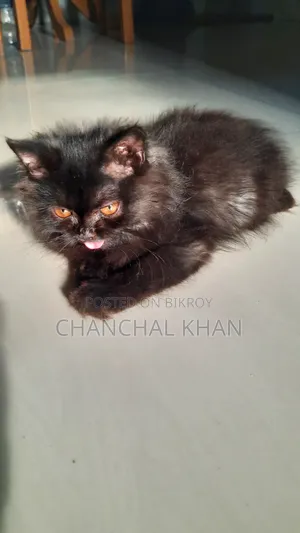 1+ year Male Purebred Persian