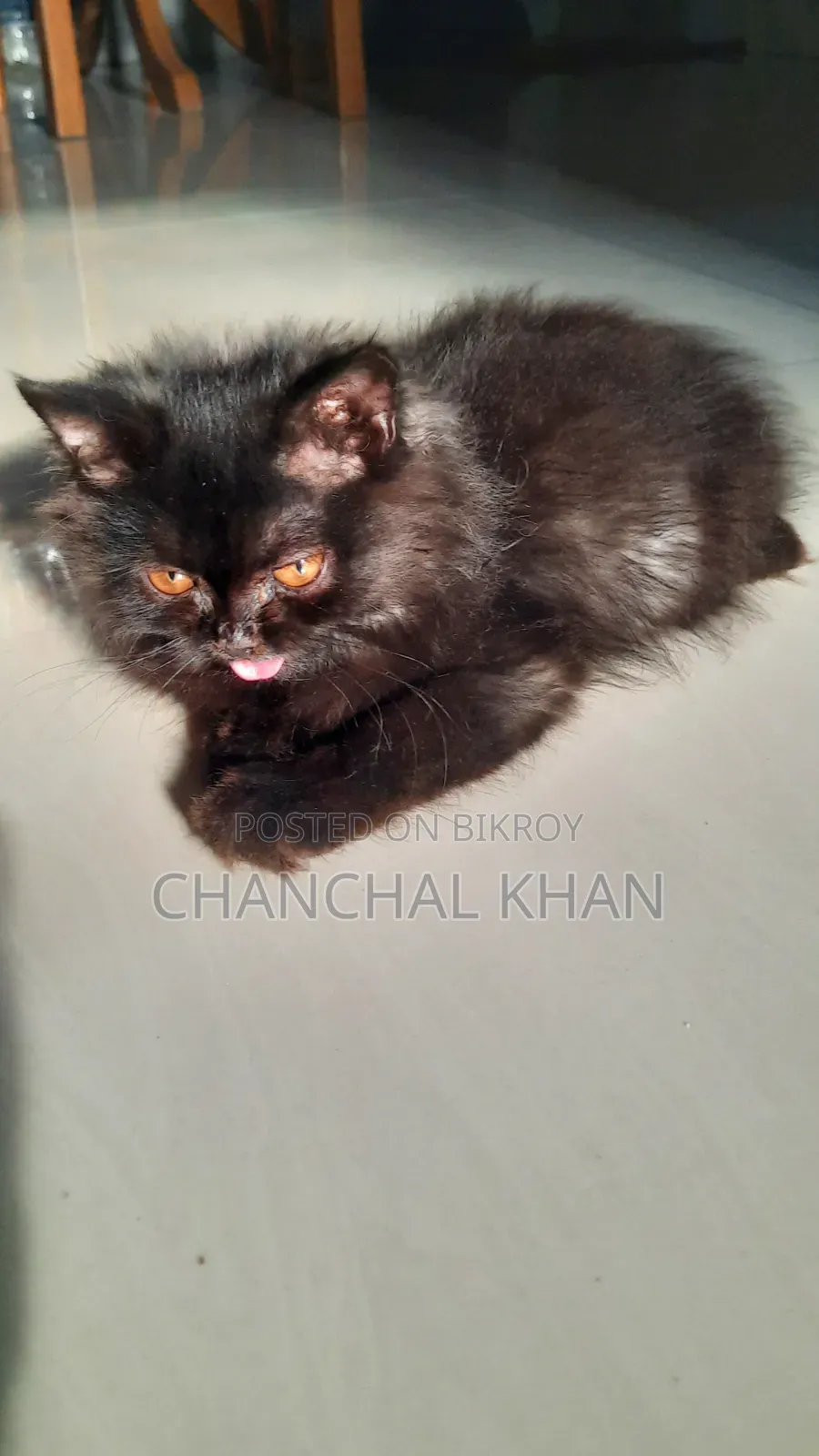1+ year Male Purebred Persian