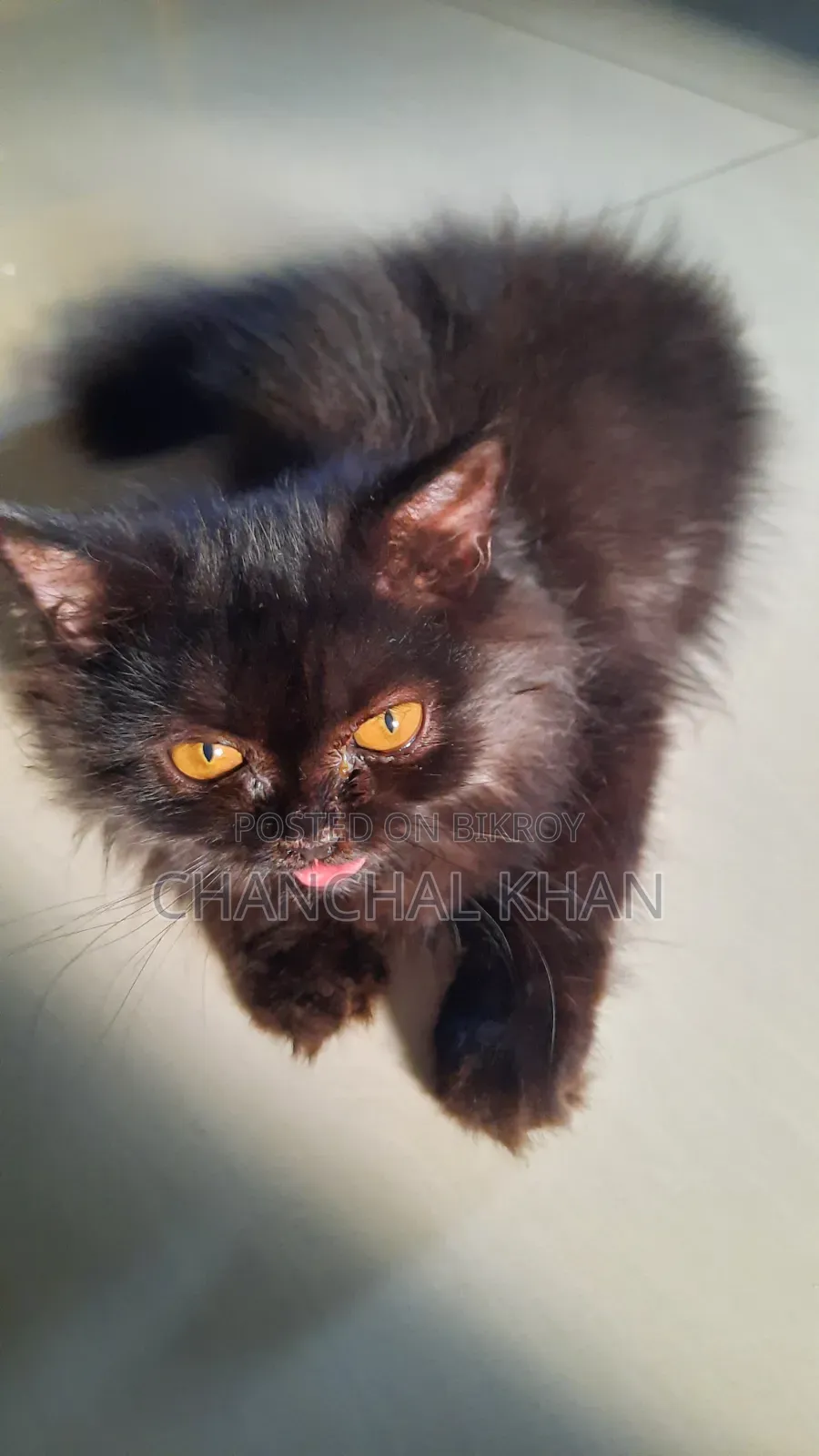 1+ year Male Purebred Persian