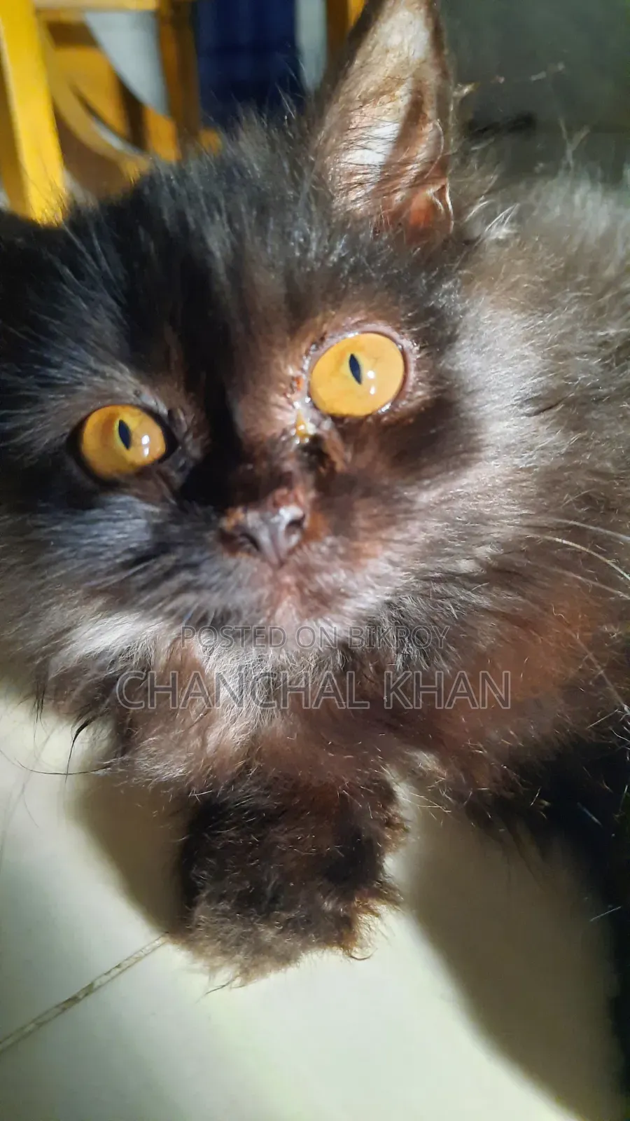 1+ year Male Purebred Persian