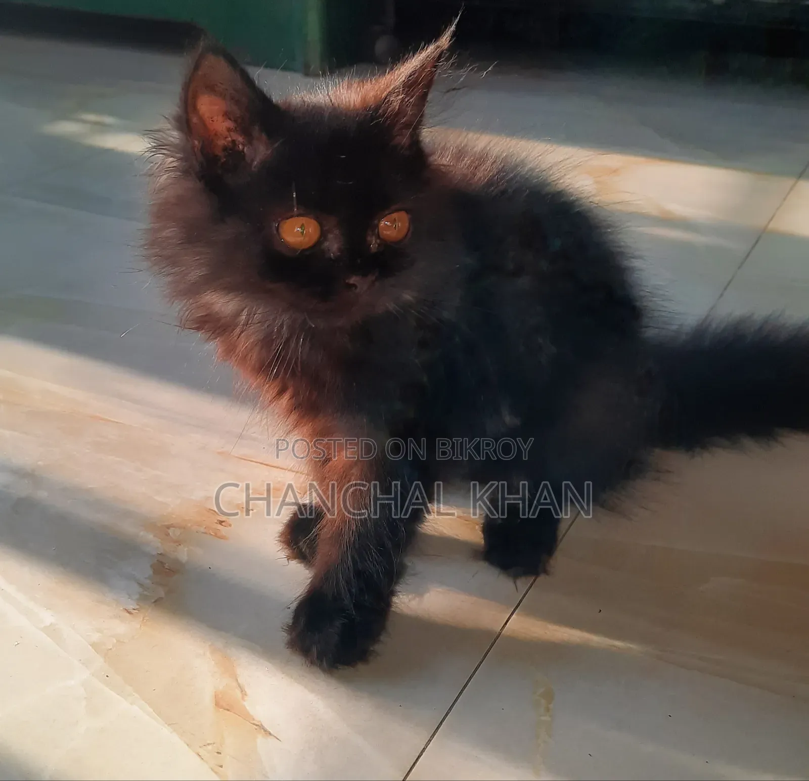 1+ year Male Purebred Persian