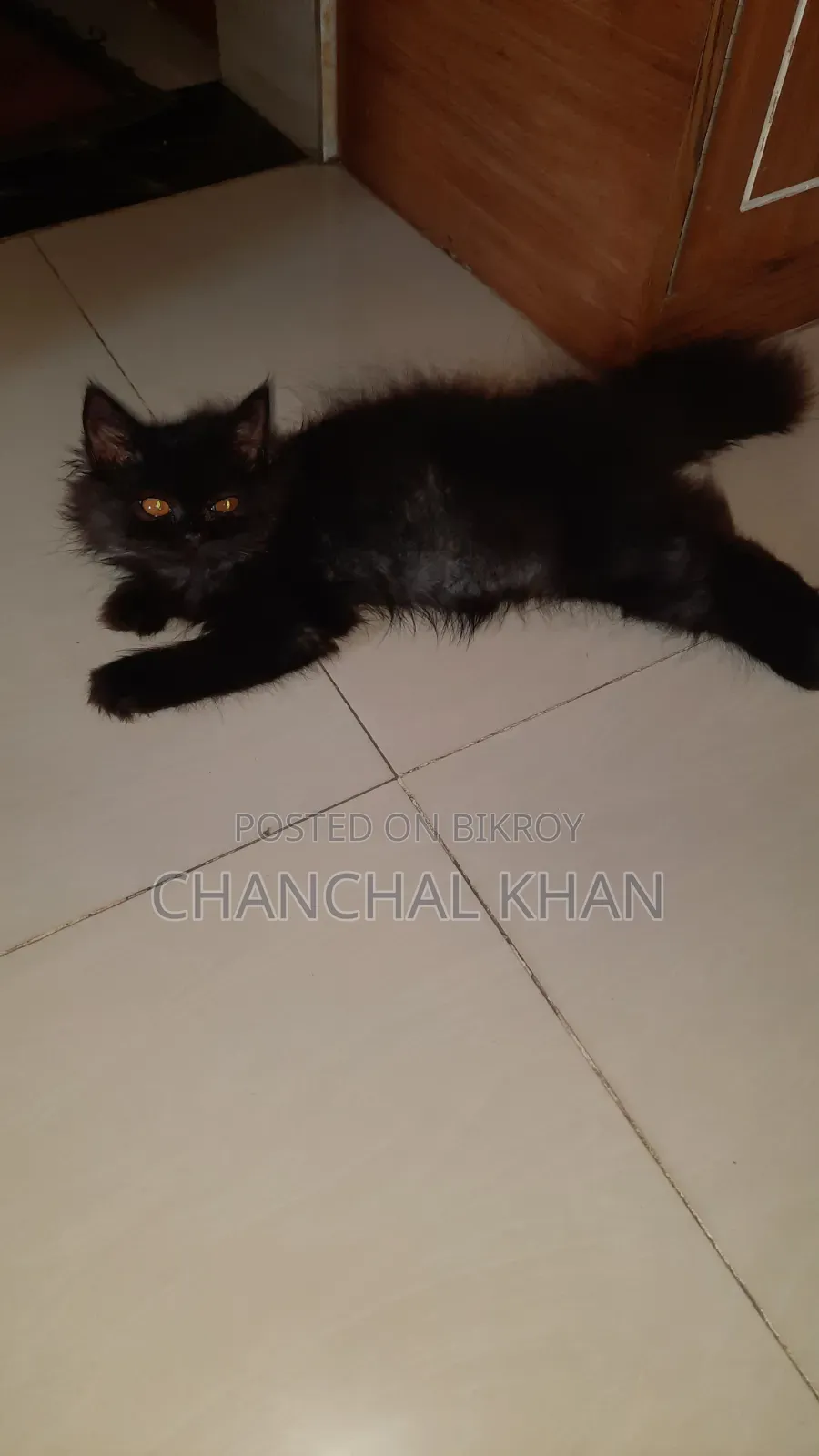 1+ year Male Purebred Persian