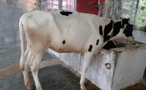 Heifer Cow No. 1280.