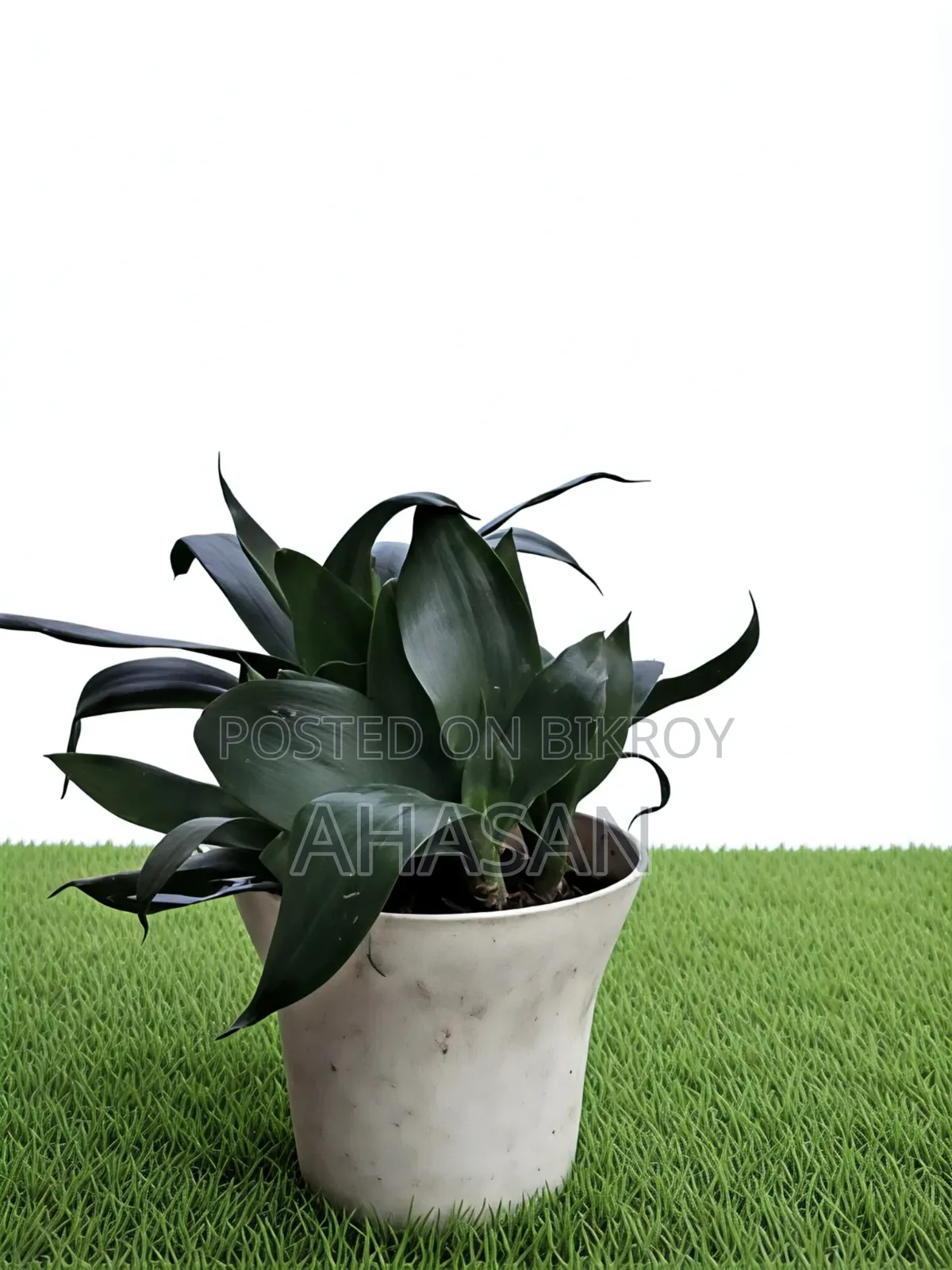 Indoor Plant: Clivia Miniata