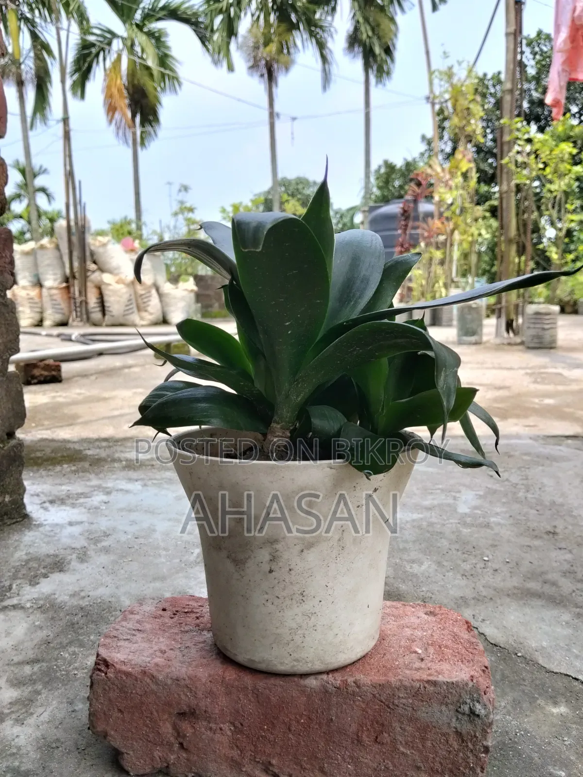 Indoor Plant: Clivia Miniata