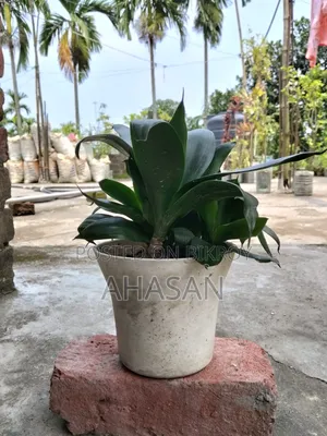Indoor Plant: Clivia Miniata