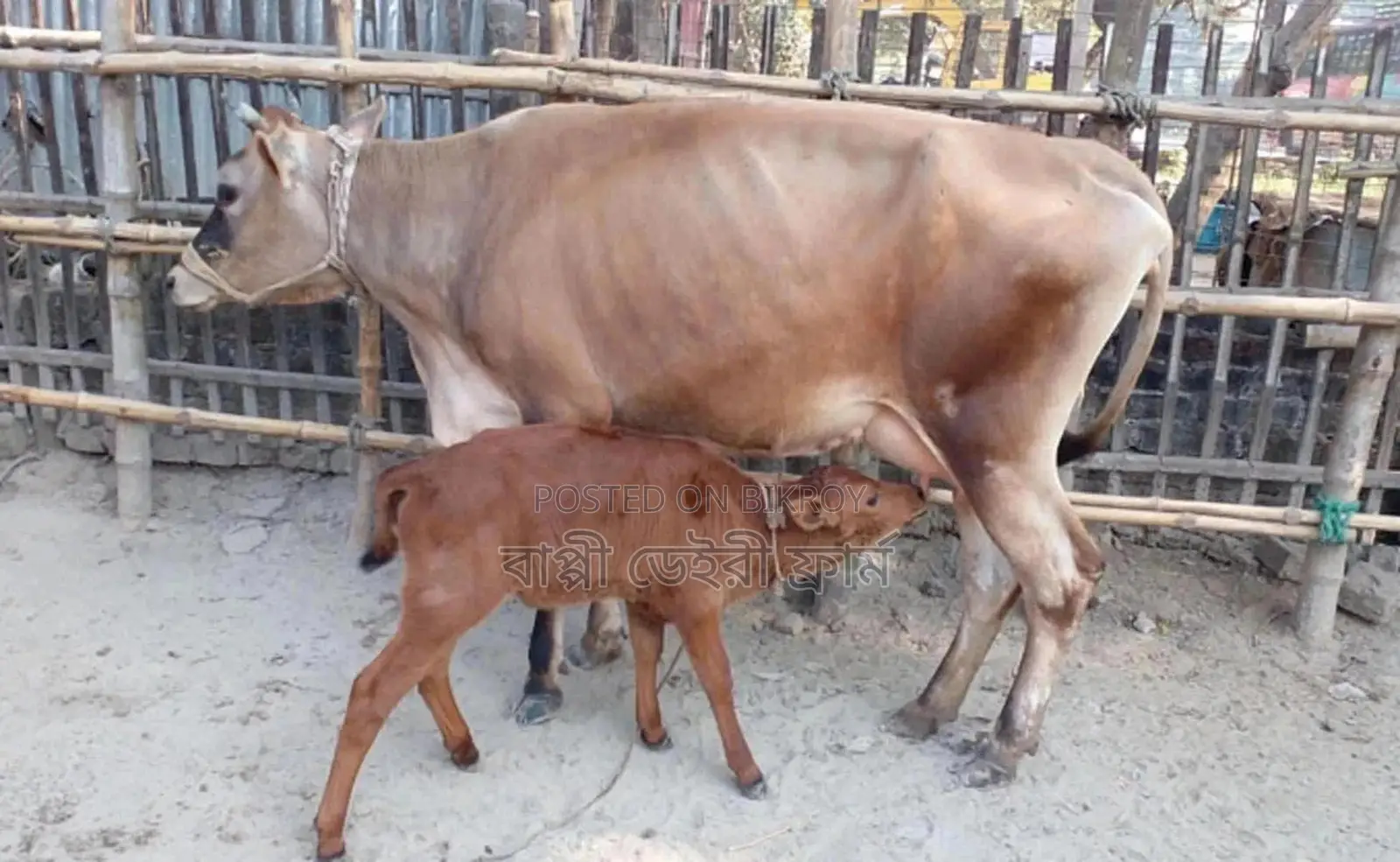 No. 1277 Jersey Cow for sale.