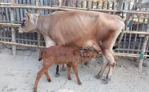 No. 1277 Jersey Cow for sale.