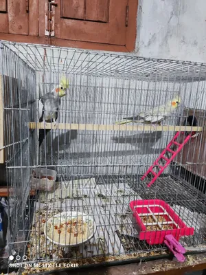 Gary Cocktail Birds
