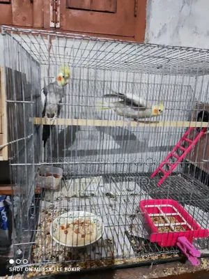 গ্যারি ককটেল বার্ডস