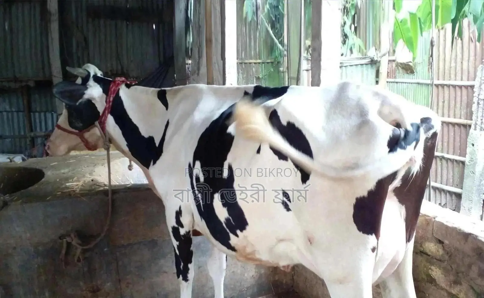 No. 1276 High Milk Yield Cow.