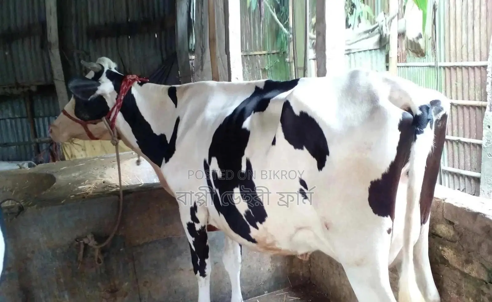 No. 1276 High Milk Yield Cow.