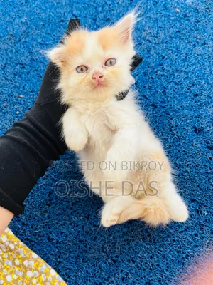 1-3 Months Female Purebred Persian