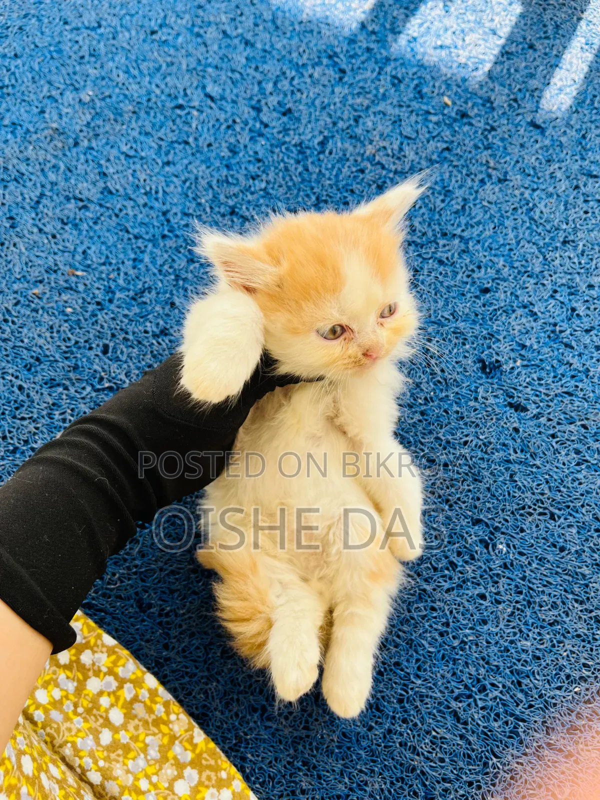 1-3 Months Female Purebred Persian