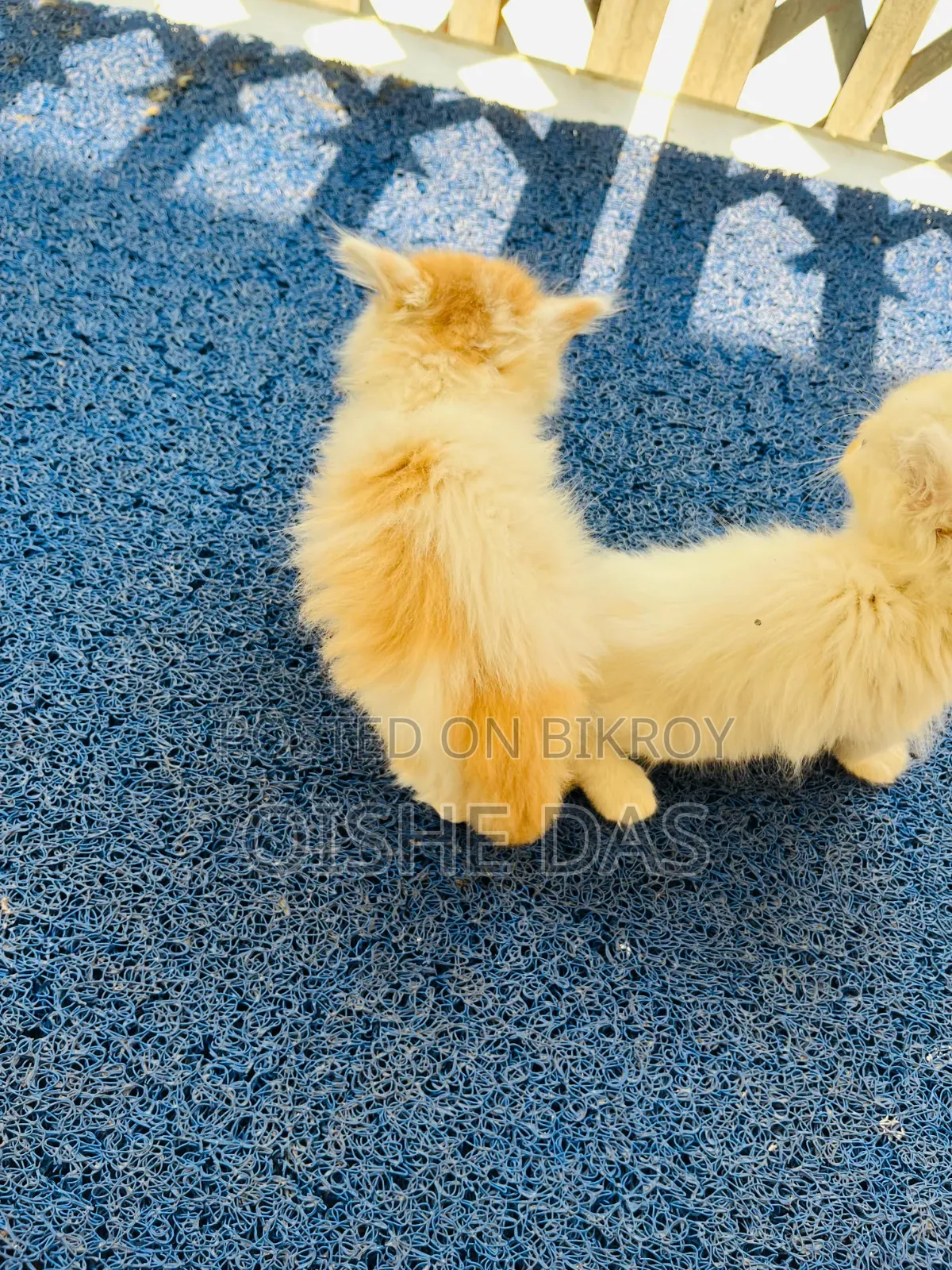1-3 Months Female Purebred Persian