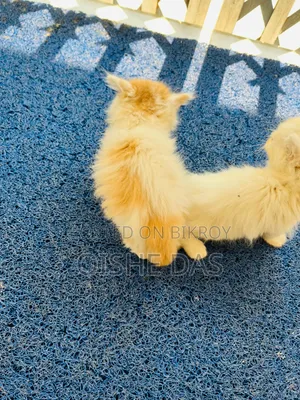 1-3 Months Female Purebred Persian