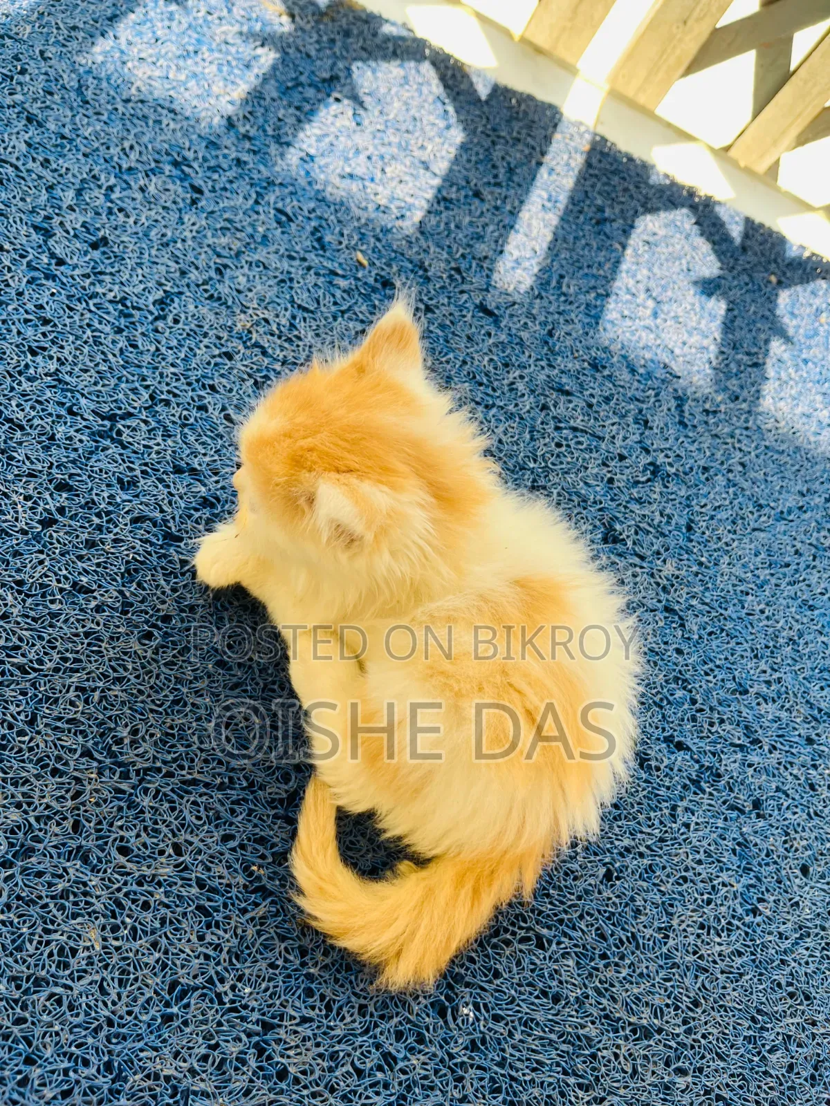 1-3 Months Female Purebred Persian