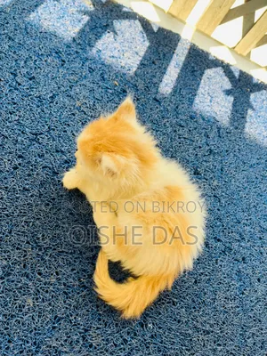 1-3 Months Female Purebred Persian