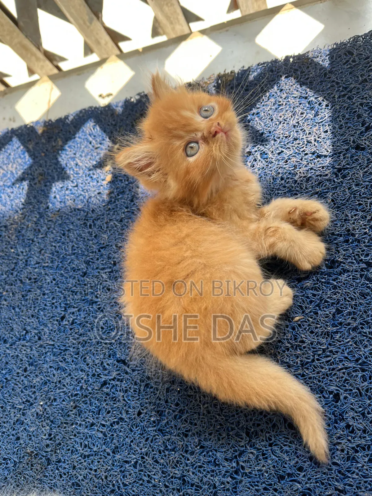 1-3 Months Female Purebred Persian