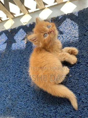 1-3 Months Female Purebred Persian