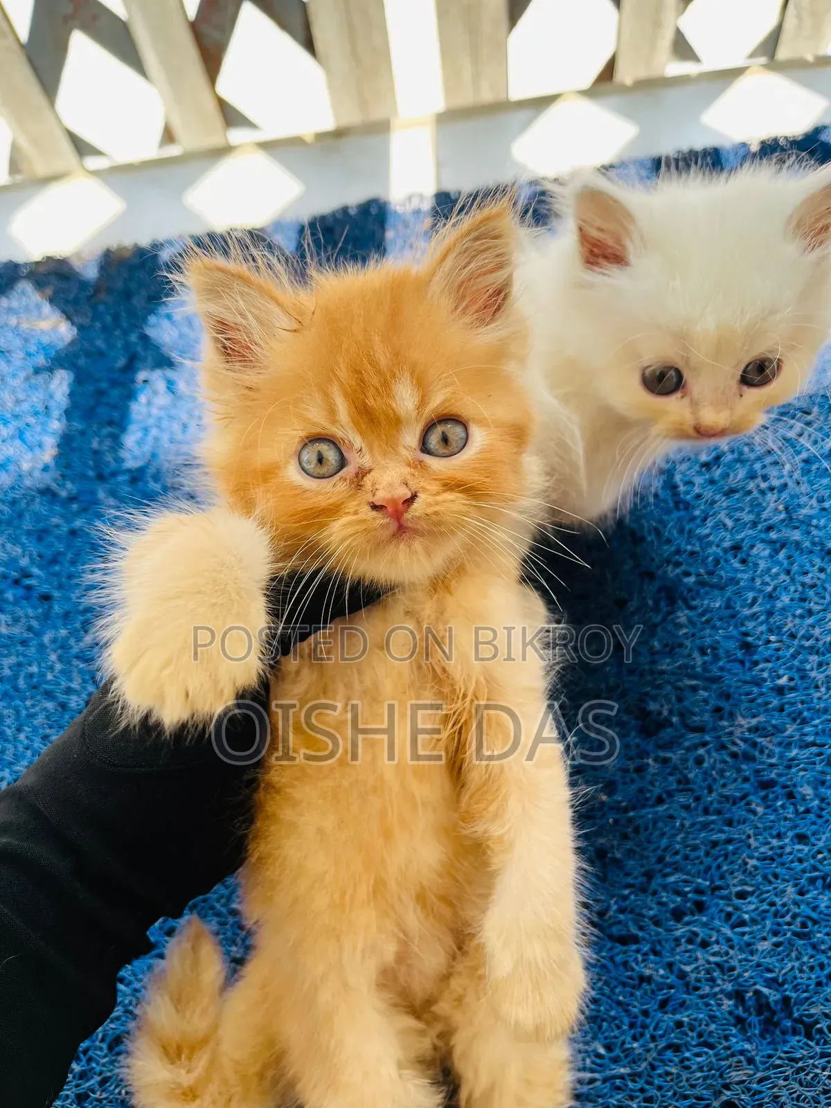 1-3 Months Female Purebred Persian