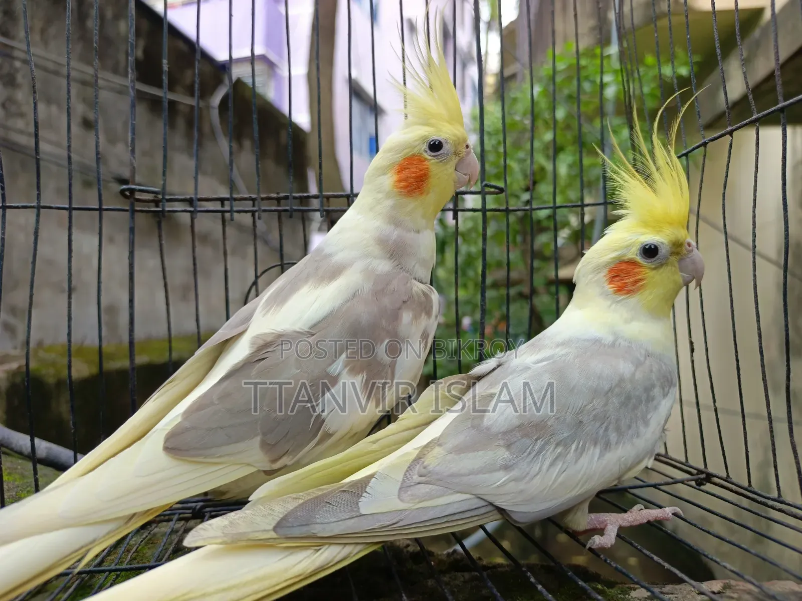 Running Cockatiel
