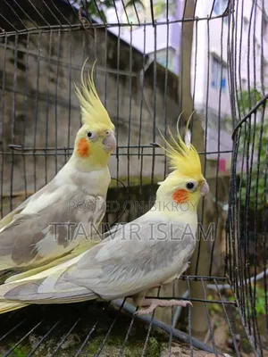 Running Cockatiel