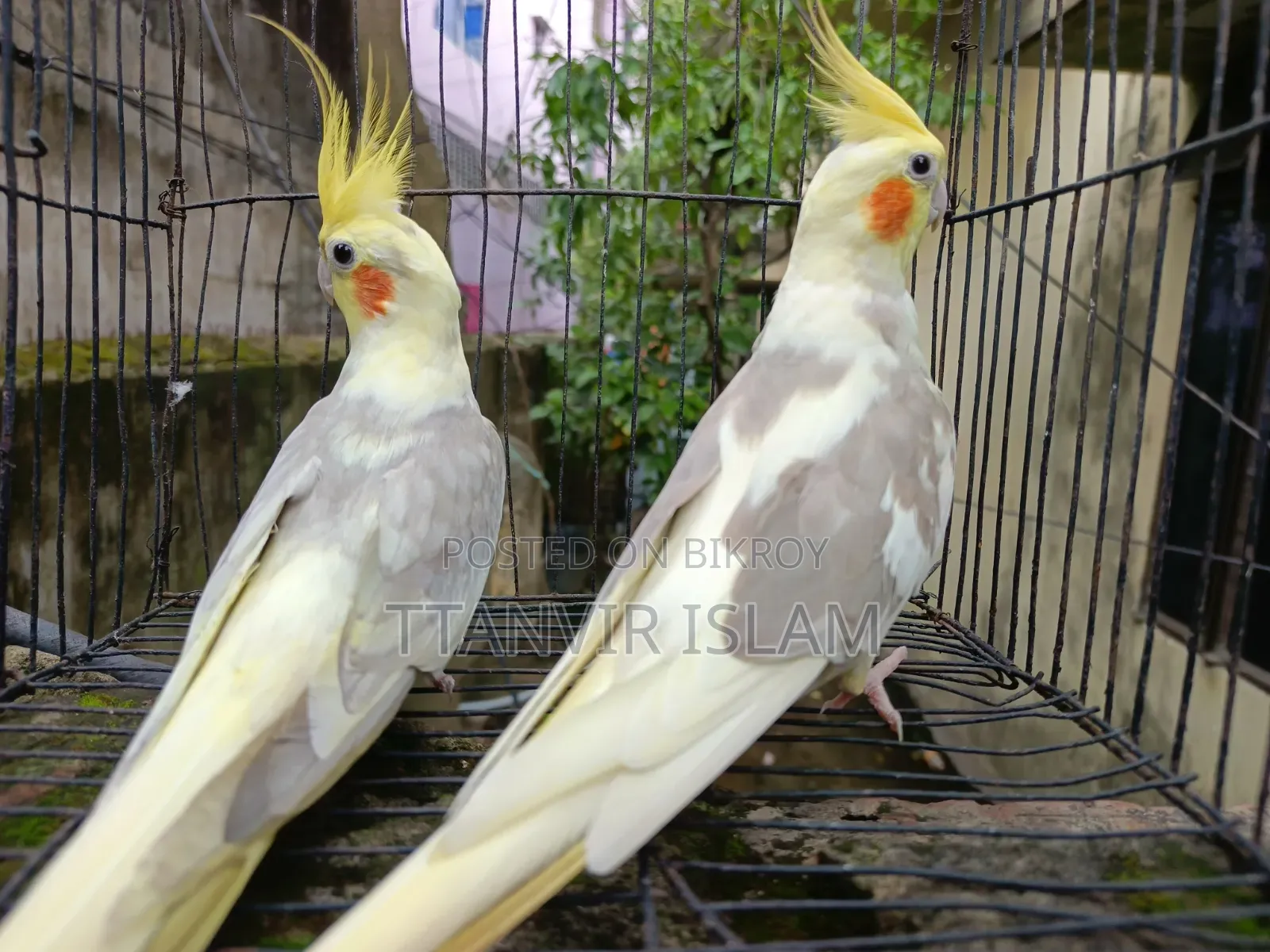 Running Cockatiel