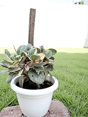 Ginny Peperomia or Jelly Peperomia.