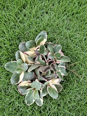 Ginny Peperomia or Jelly Peperomia.