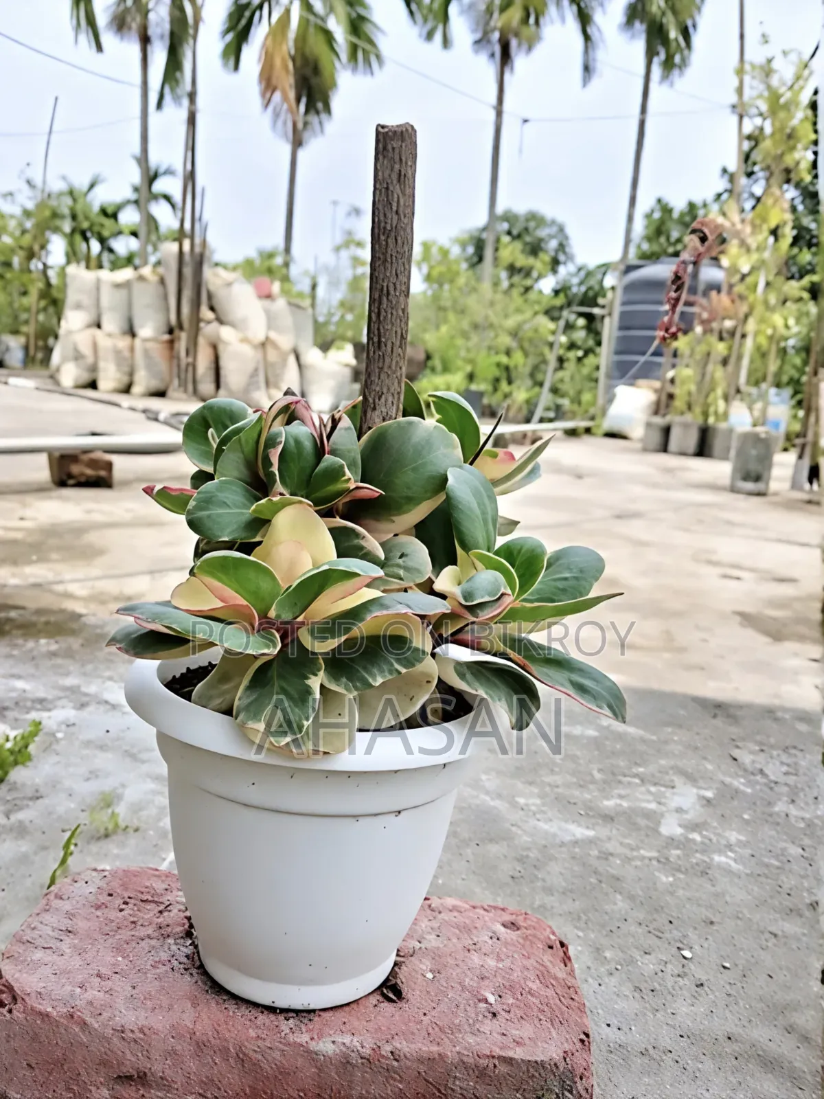 Ginny Peperomia or Jelly Peperomia.