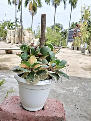 Ginny Peperomia or Jelly Peperomia.