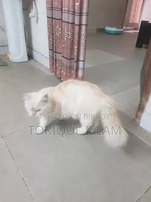 1+ Year Male Purebred Persian