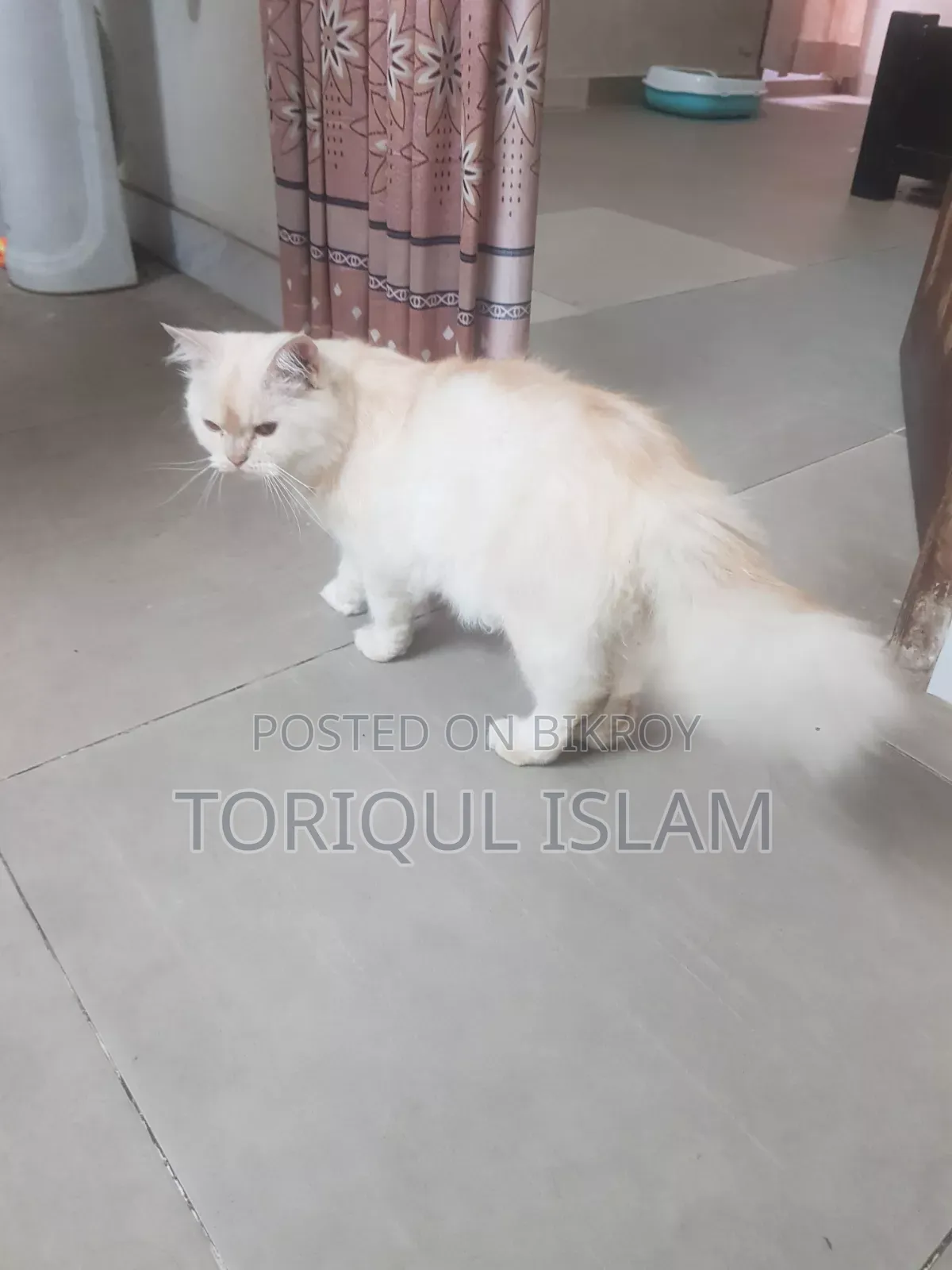 1+ Year Male Purebred Persian