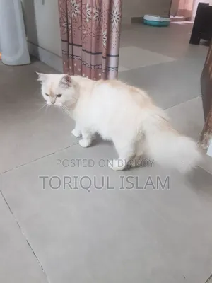 1+ Year Male Purebred Persian
