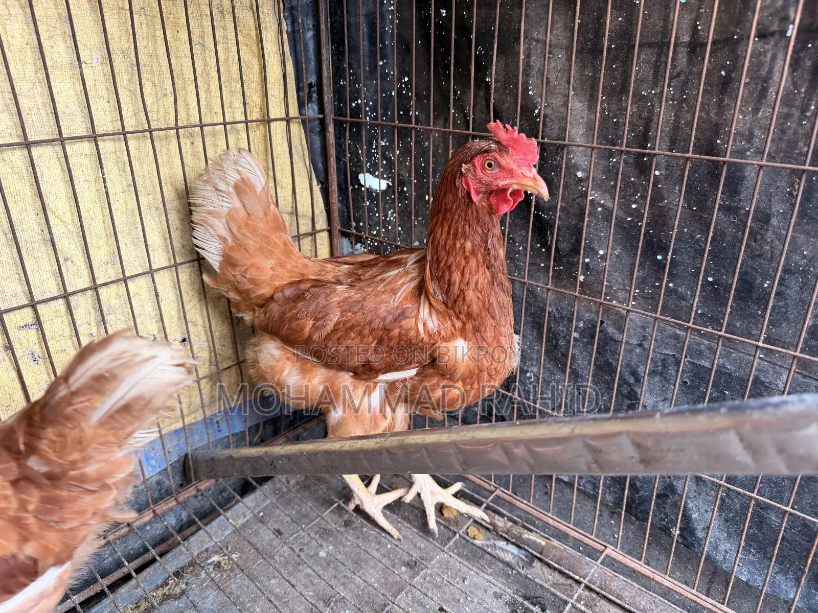 Layer Chicken