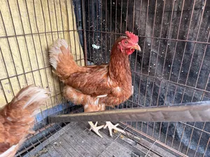 Layer Chicken