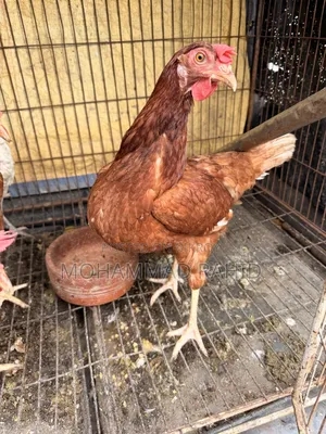 Layer Chicken
