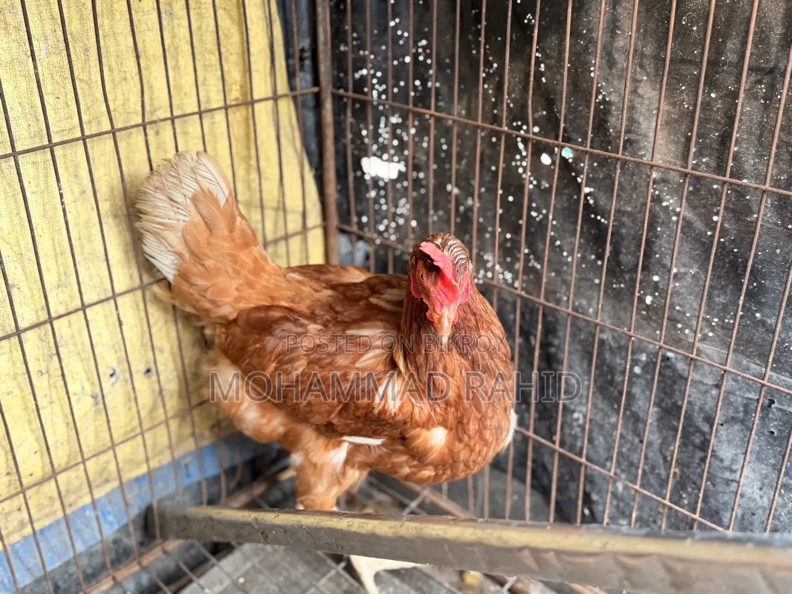 Layer Chicken