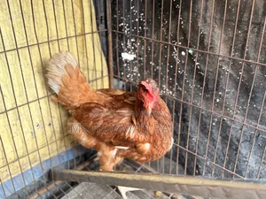 Layer Chicken